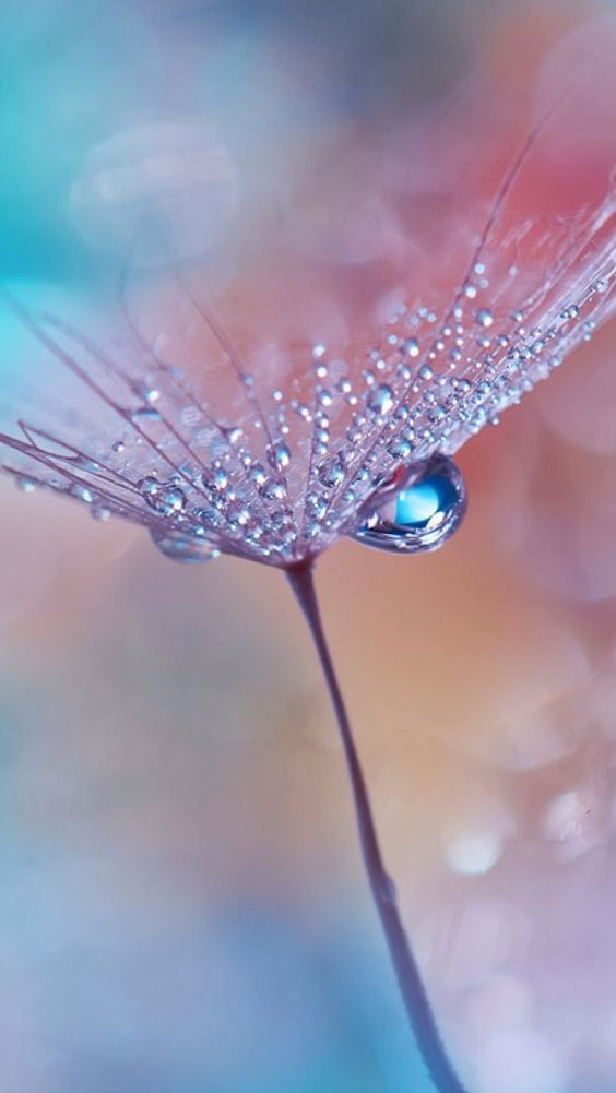 mountain ash tree blooming