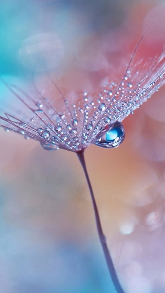 mountain ash tree blooming