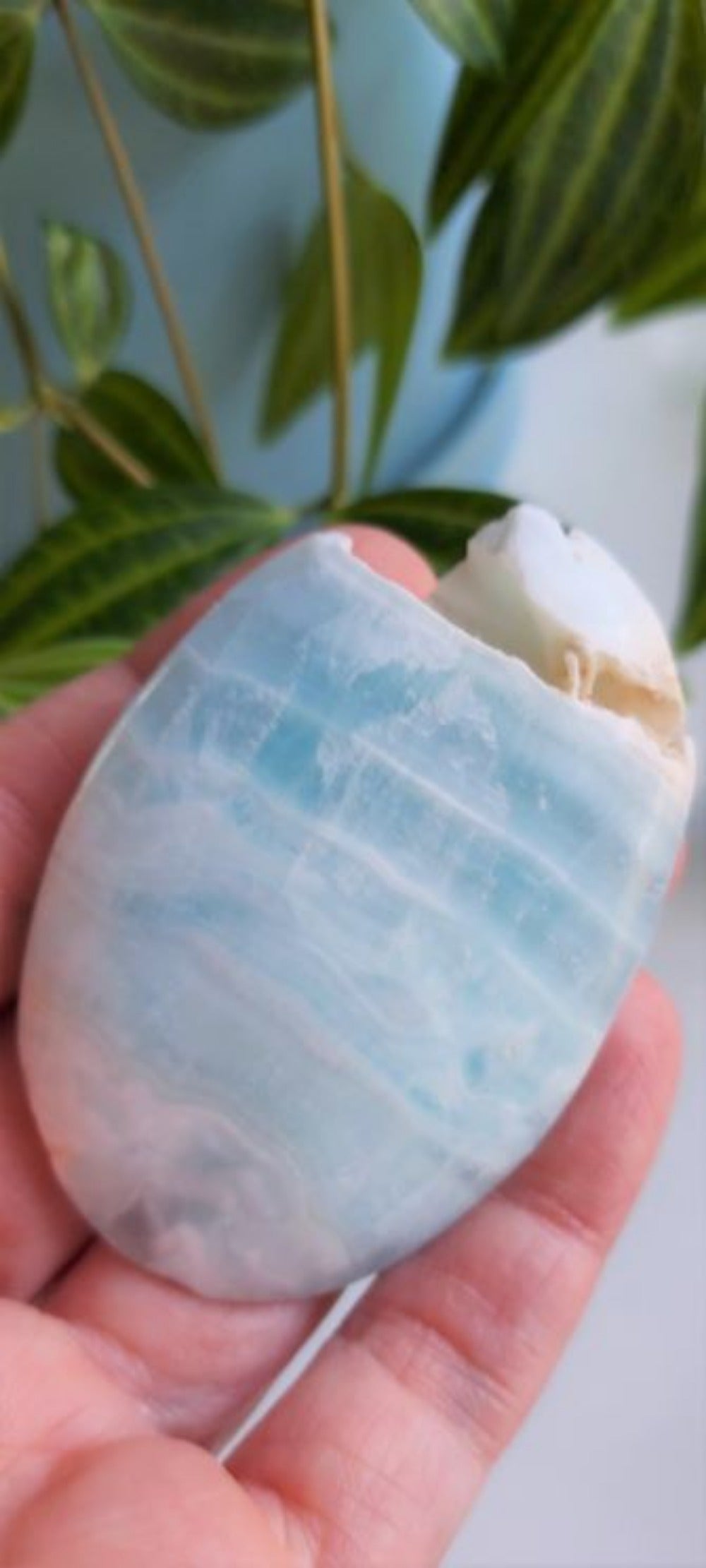 caribbean calcite palm stone