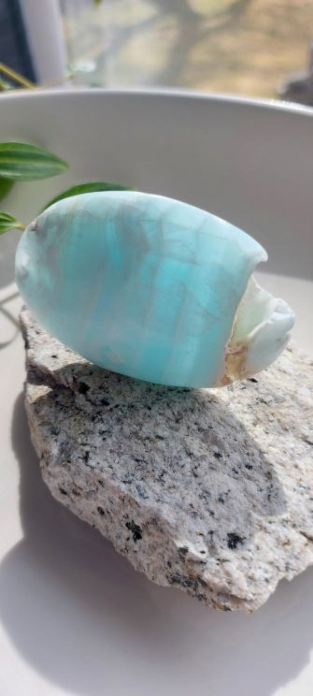 Caribbean calcite palm stone