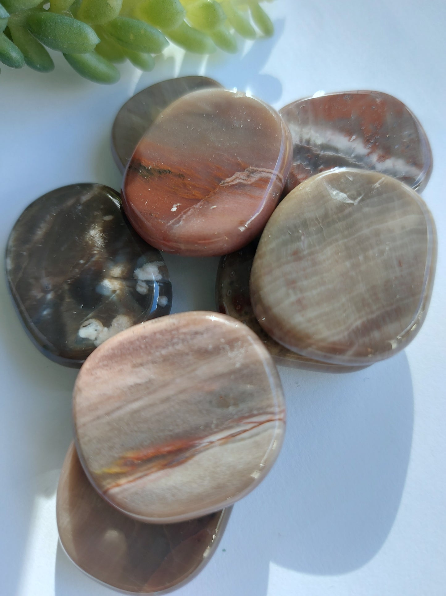 Petrified wood palm stone